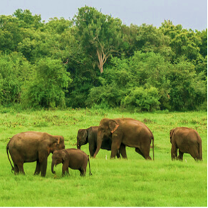 Safari Udawalawe Sri Lanka