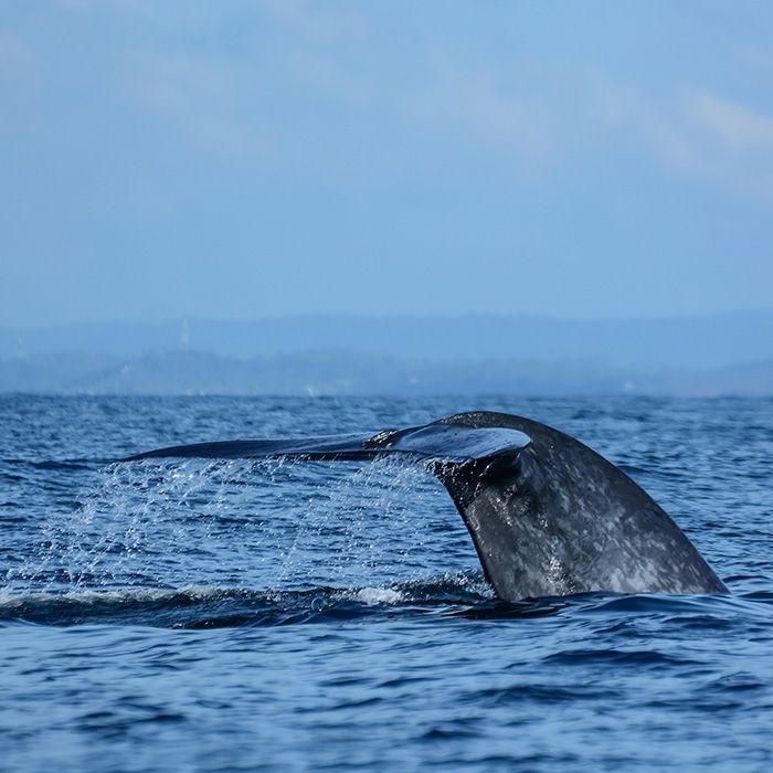 Baleine, excursion en mer, Sri Lanka