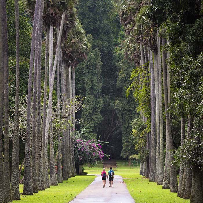 Jardin botanique, Peradeniya, Kandy, Sri Lanka