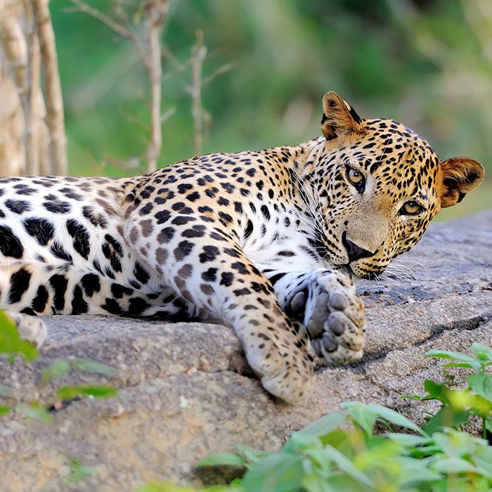 Leopard, Parc National de Yala, Sri Lanka