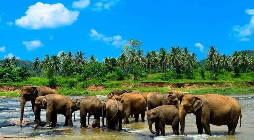 Sri lanka-Elephant