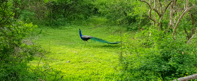 Sri lanka-Kumana-Park 