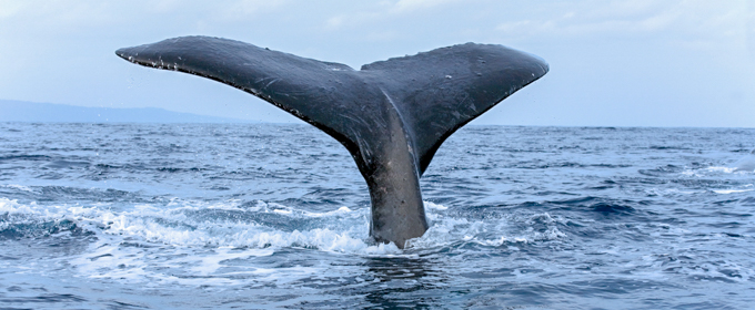 Sri lanka-whales watching - Mirissa