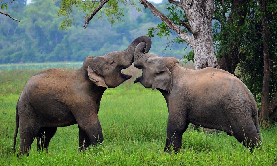 Sri lanka-Minneriya-Elephant