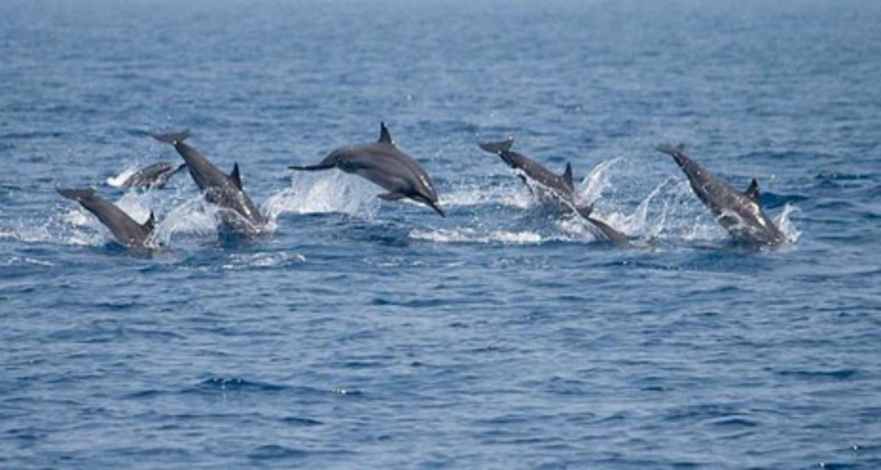 Sri lanka-dolphin-Kalpitiya