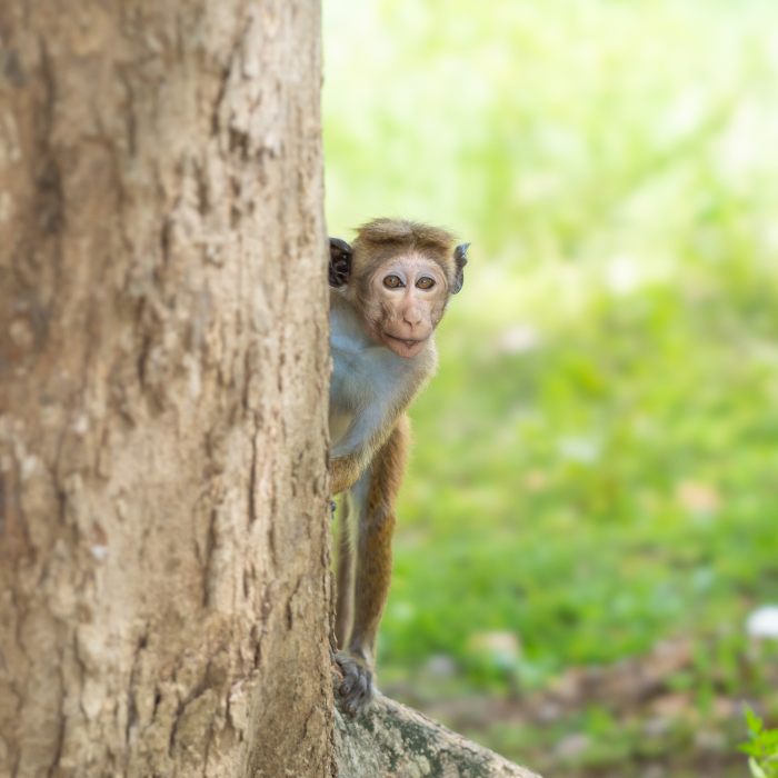 Sri lankan-monkey