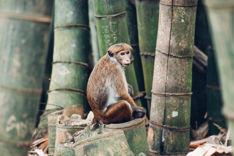 Monkey-Kandy-Sri Lanka