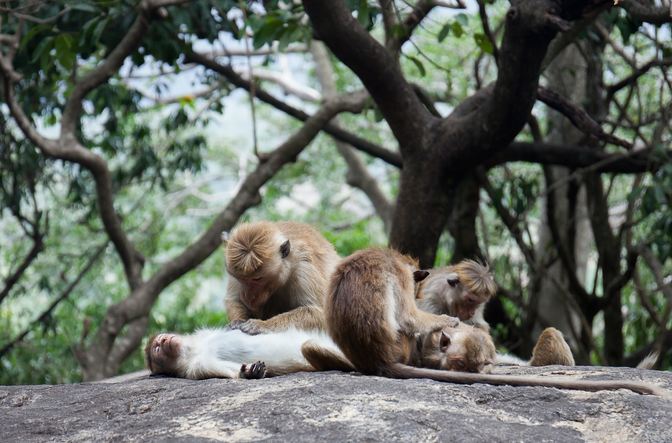 Sri lanka-Monkey