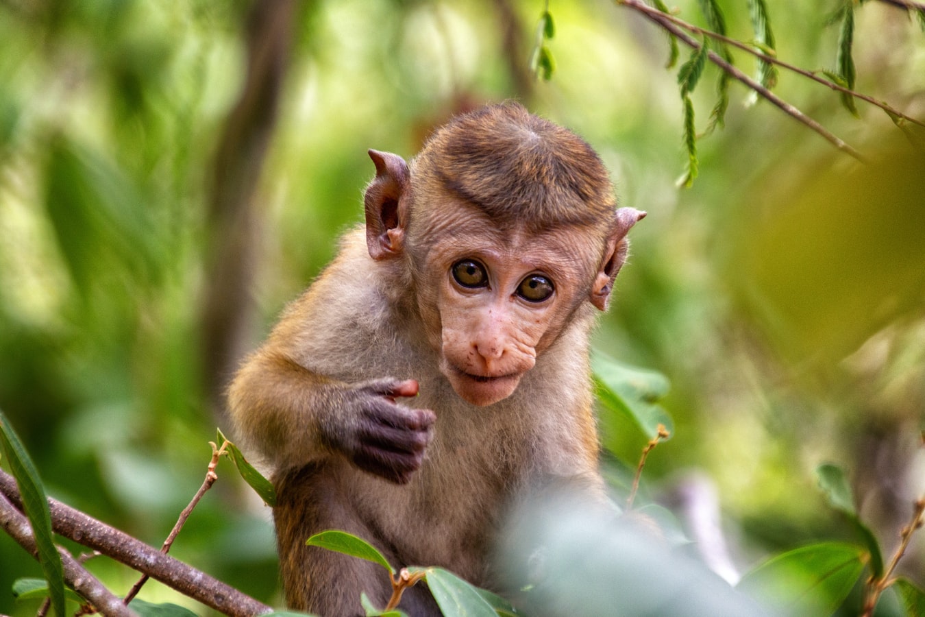 Sri lanka-Monkey