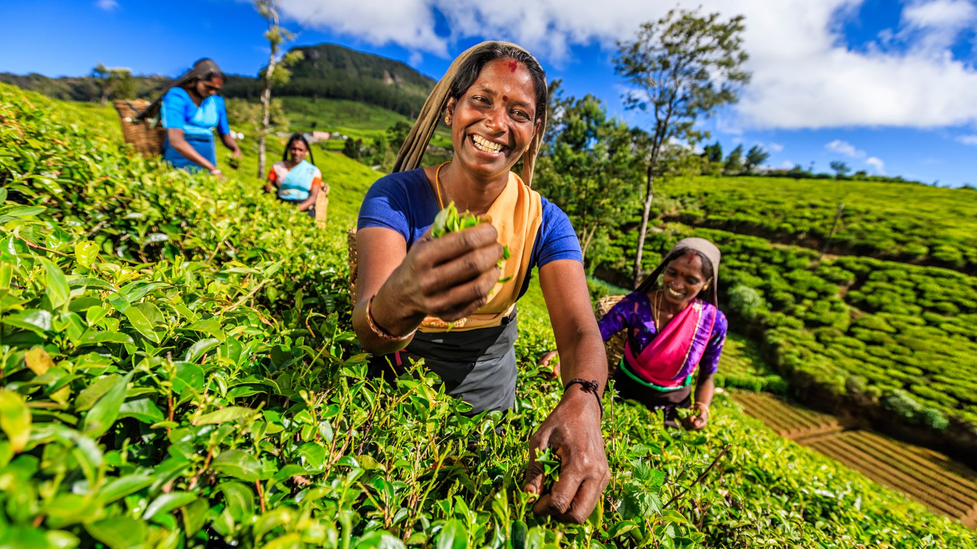 Sri lanka-Tea Plucking