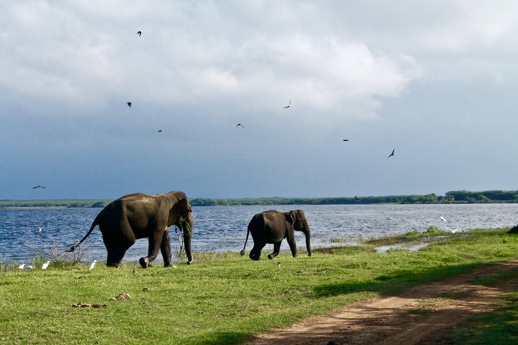 Sri lanka-Udawalawe-Elephant