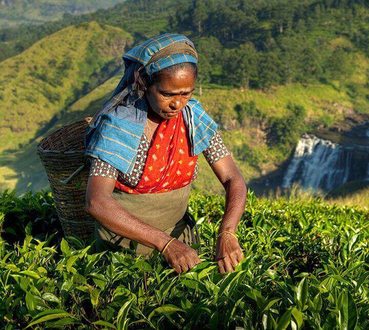 Cueilleuses, plantations de thé, Sri Lanka