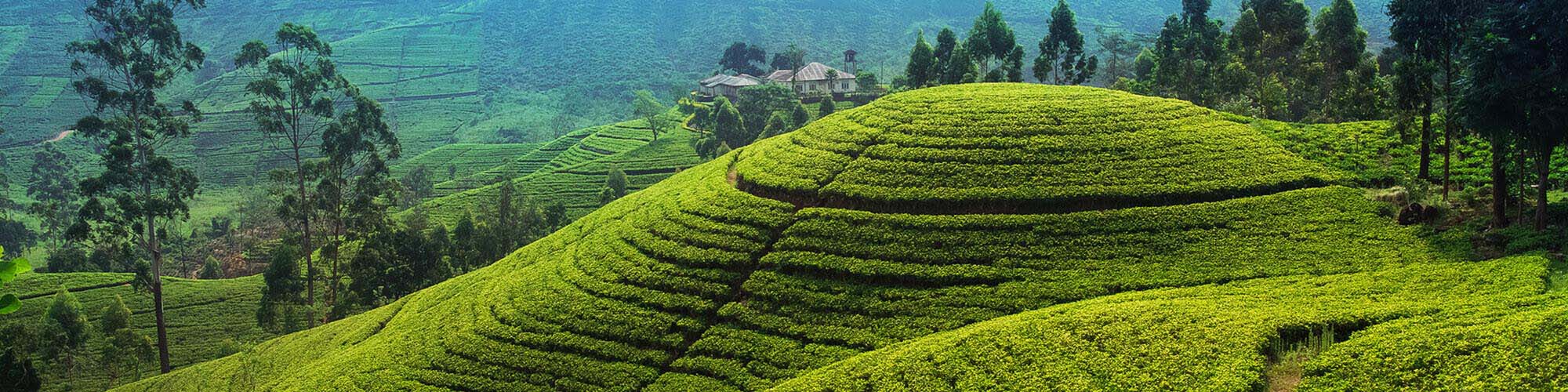 Plantations de thé, Sri Lanka